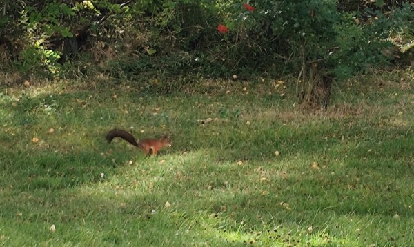 Red squirrel in grass