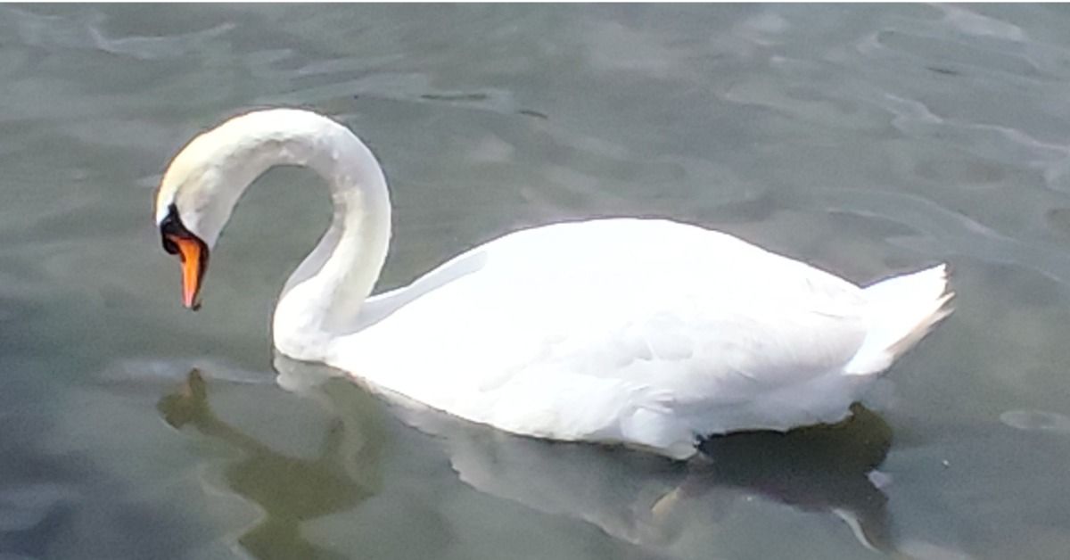 White swan, surrounded by water