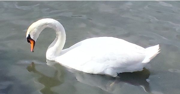 White swan, surrounded by water