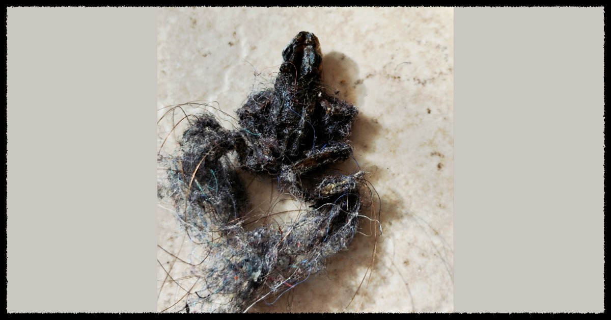 Dead frog encased in lint and hair