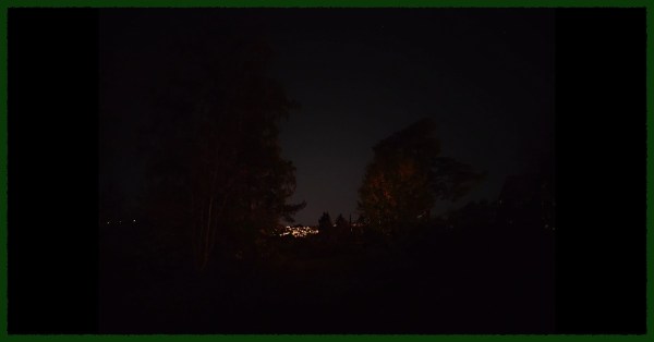 Trees at night