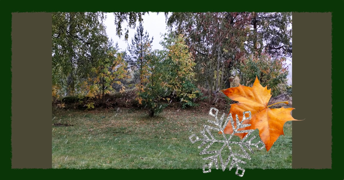 Autumn foliage with sleet